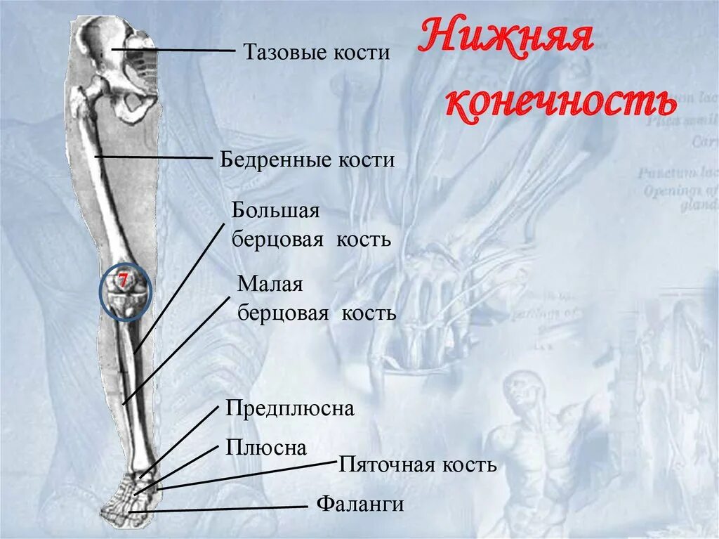 Находится берцовая кость. Бедренная и большая берцовая кости. Большая и малая берцовая кость. Нижняя большая берцовая кость. Большая берцовая и малая берцовая кость.