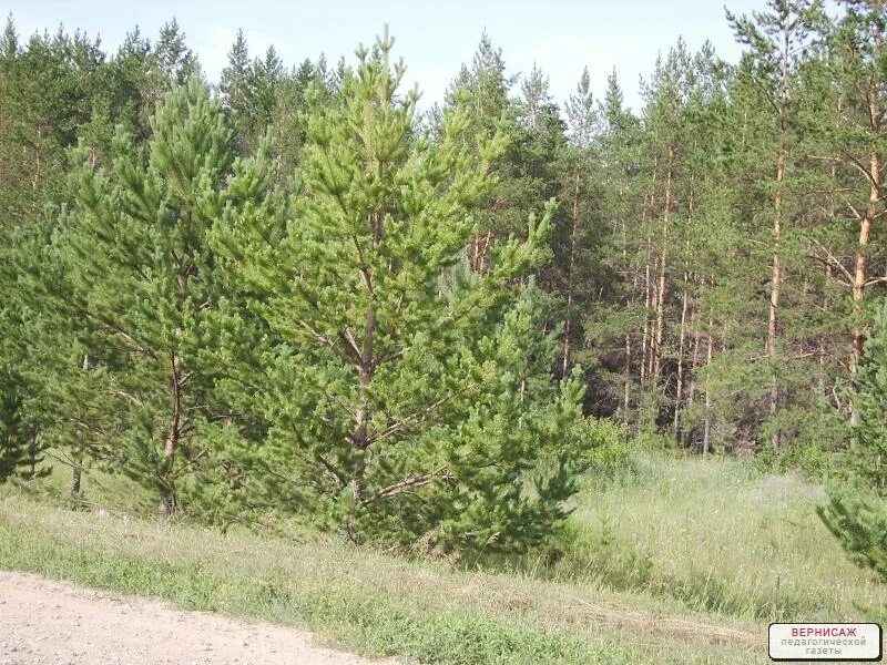 Нижняя павловка выпуск 2014. Павловка саратовская область. Село плотава алтайский край. Типичная павловка. Павловка ульяновская область.