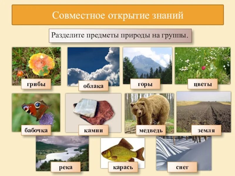 Три объекта природы 2 класс. Объекты живой природы. Название объекта живой природы. Живые природные объекты. Объекты природы окружающий мир.