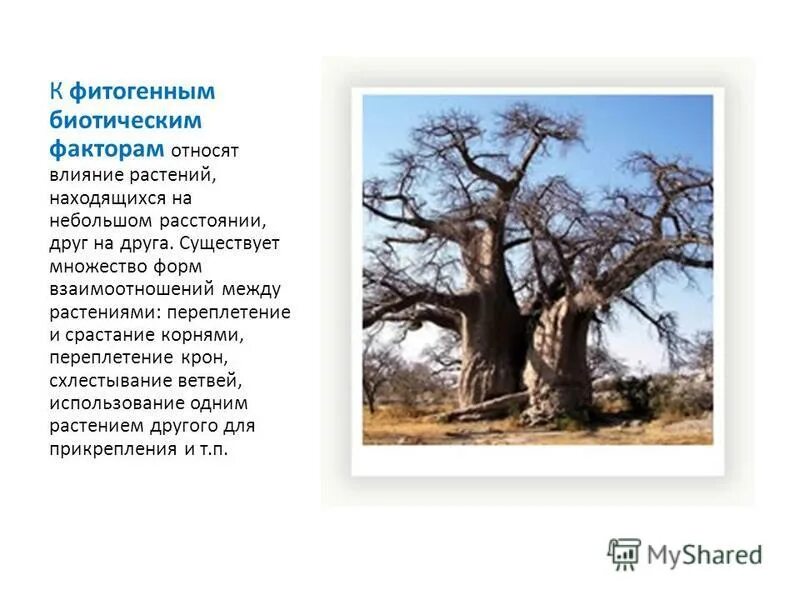 фитогенные биотические факторы. фитогенные факторы примеры. биотические факторы их классификация. к фитогенному биотическому фактору среды относятся. фитогенные биотические факторы примеры.