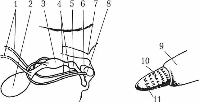 Cat penis. Анатомия строение половой орган кота. Мочеполовая система кота схема. Строение полового члена кота.