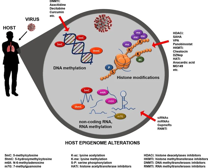 Like virus. Эпигенетика. Эпигенетика картинки. Соотношение генетики и эпигенетики. Эпигенетика иконки.