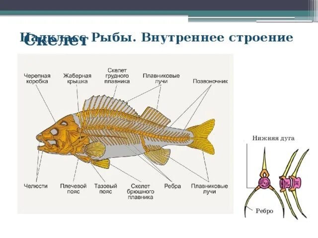 Внутреннее строение рыбы скелет 7 класс биология. Скелет речного окуня. Скелет Надкласс рыбы. Строение скелета речного окуня. Рыбы биология 2 класс