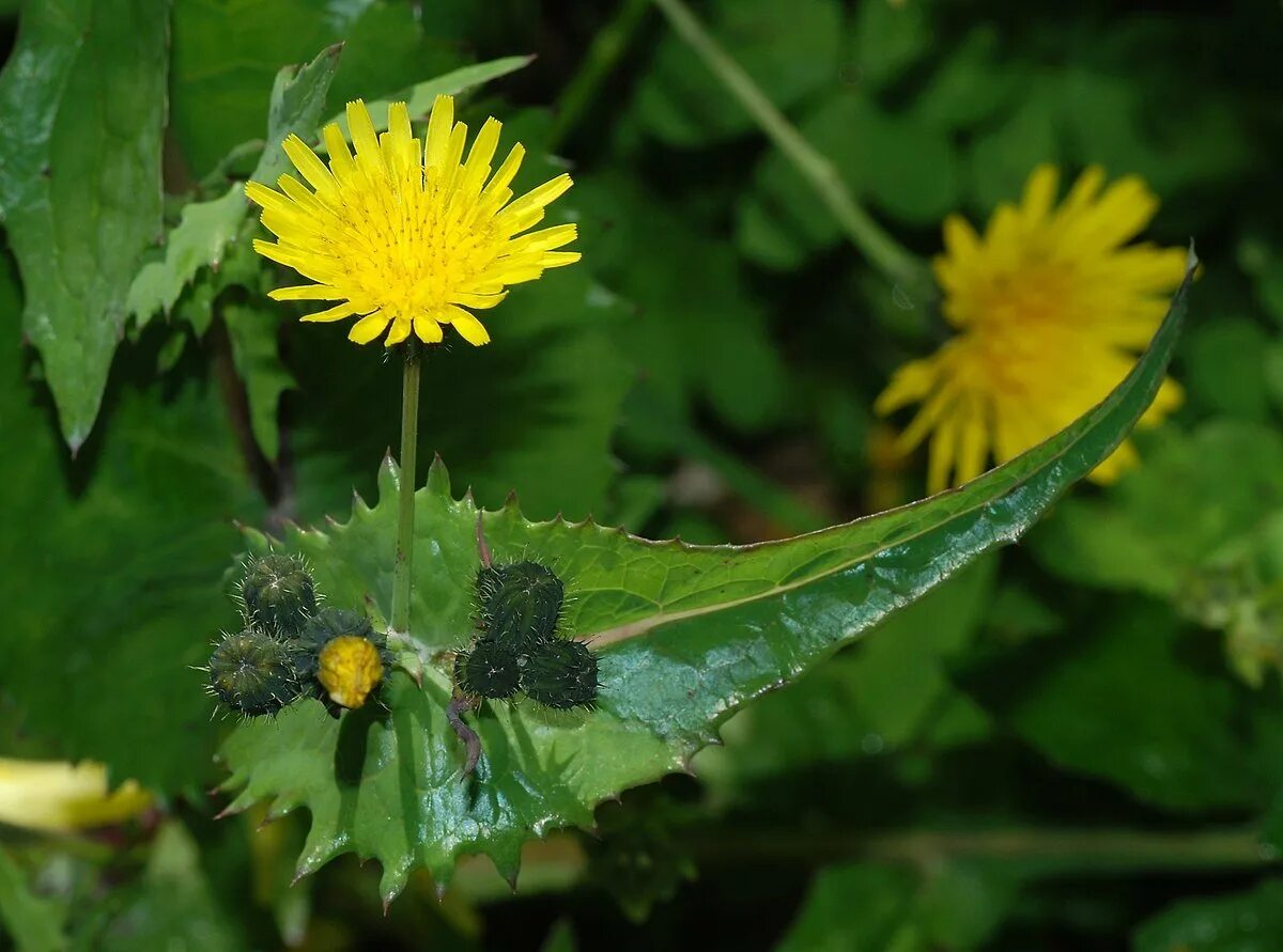 Осот полевой сорняк. Осот желтый полевой. Осот огородный (sonchus oleraceus). Осот желтый полевой. Осот огородный сорняк.