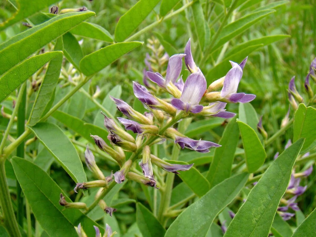 Glycyrrhiza glabra. Солодка Уральская (Glycyrrhiza uralensis). Лакрица Солодка растение. Растения Glycyrrhiza glabra. Лакрица растение