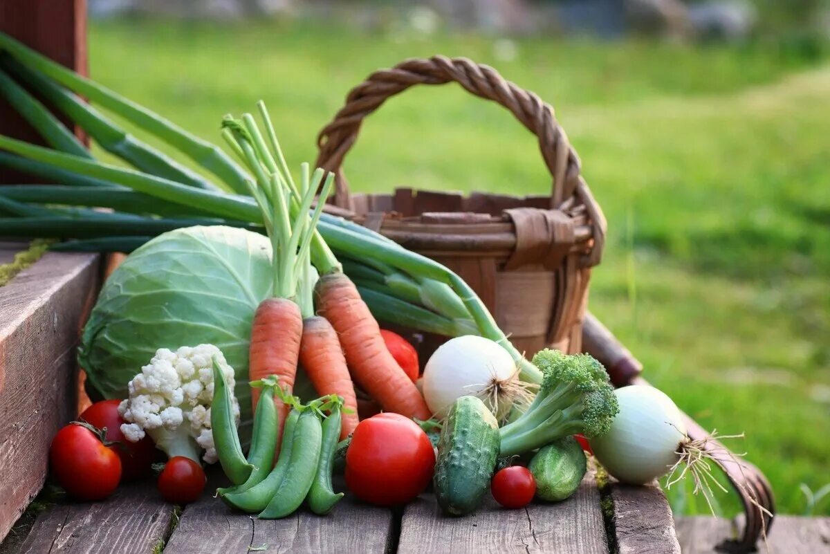 Урожай овощей. Овощи на огороде. Огород урожай. Урожай на грядке. Natural harvest