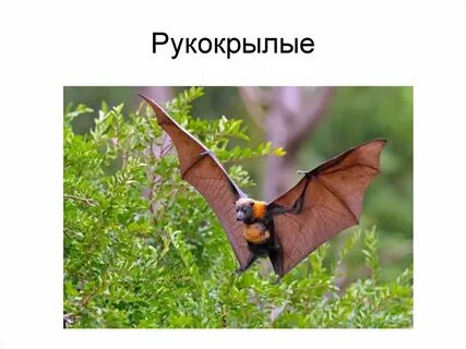 Отряды рукокрылые млекопитающие