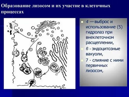 Какова роль лизосом