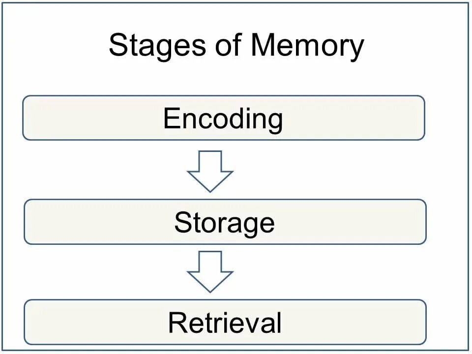 Encoding types. Encoding. types of memory. memory stages.