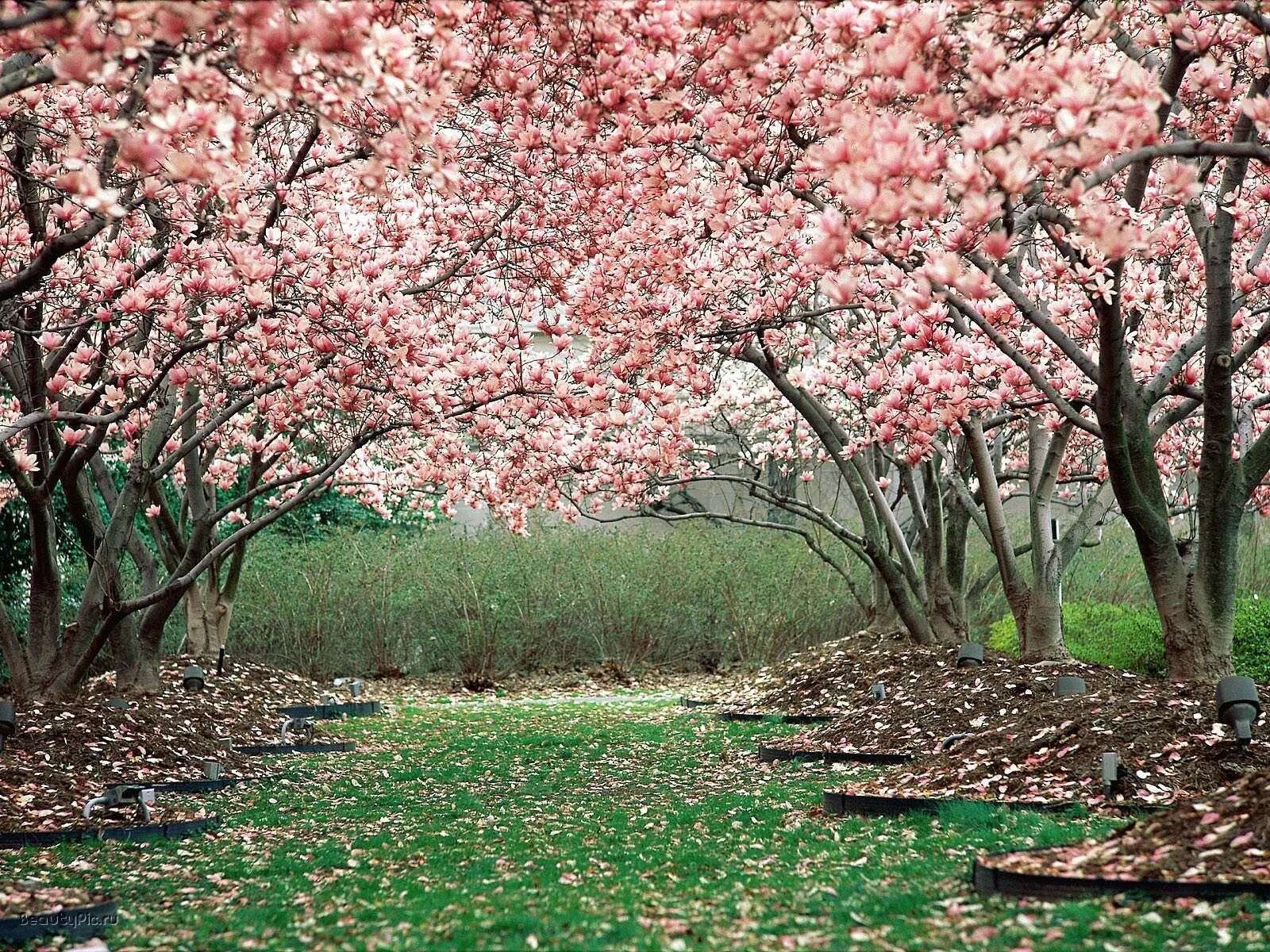 Cherry blossom купить. Черри блоссом дерево. Pink черри блоссом дерево деревья парк. Сакура черри блоссом дерево. Фон черри блоссом.