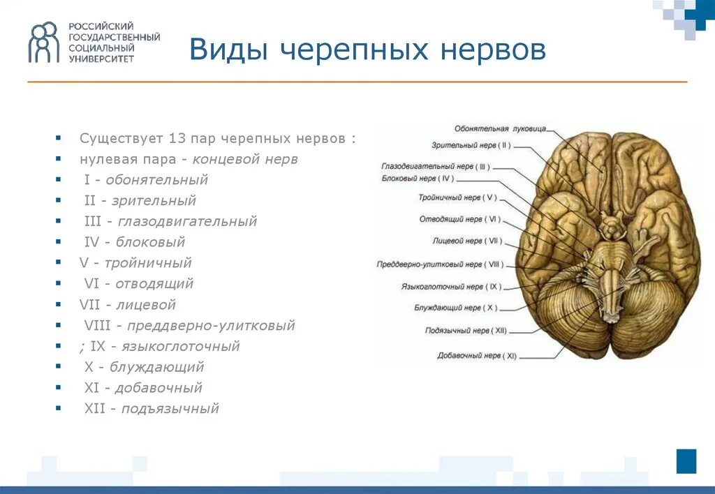 4 пара черепных. Нулевая пара черепных нервов. 13 пара черепных нервов. черепные нервы презентация. понятие 0 пара черепных нервов.