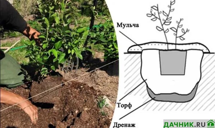 Посадка голубики. Голубика Садовая посадка весной. Схема посадки голубики садовой. Размер ямы для посадки голубики. На каком расстоянии сажать голубику друг