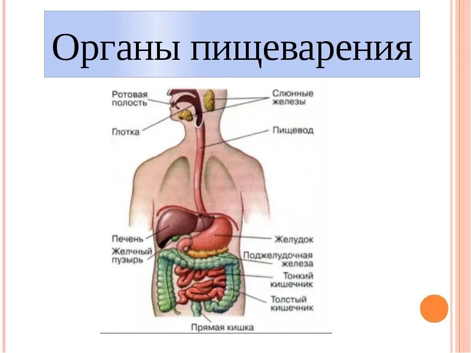 Система органов пищеварения 8 класс. Пищеварительная система человека схема 4 класс. Система органов пищеварения 8 класс биология. Строение пищеварительной системы человека схема для детей.