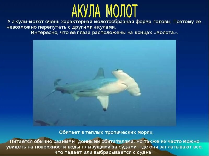 Тип текста акула. Акулы презентация. презентация рыба молот. доклад про акулу. акула молот презентация.
