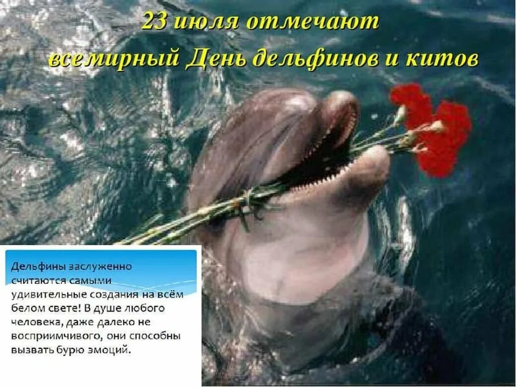 Праздники 23 июля 2025. 23 июля всемирный день китов и дельфинов. 23 июля - всемирный день китов и дельфинов (с 1986 г.). с днем китов дельфинов поздравление. 23 июля день дельфинов.