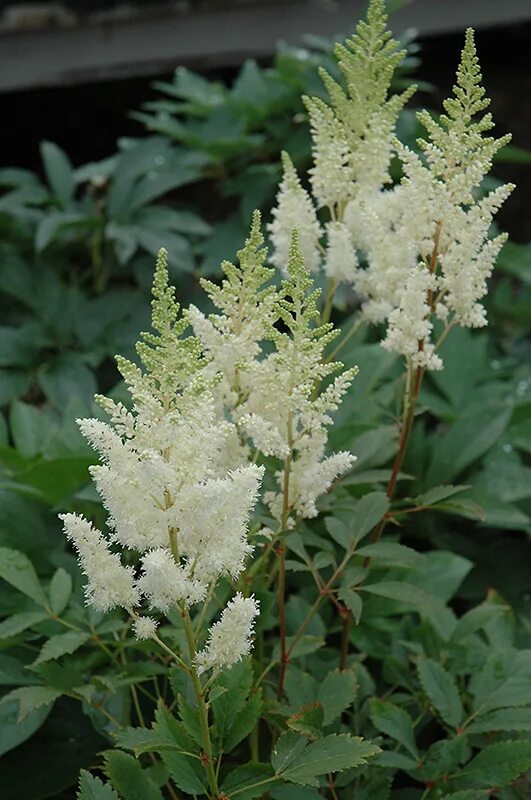 Астильба и анемона. Astilbe simplicifolia white sensation. Астильба гибридная юник вайт. Астильба whiteberry. Астильба простолистная 'white sensation'.