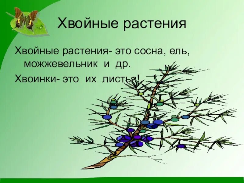 Хвойные 3 класс. Растения 3 класс окружающий мир презентация. Тема растения 3 класс окружающий мир. Презентация на тему растения 3 класс. Мир растений 3 класс.