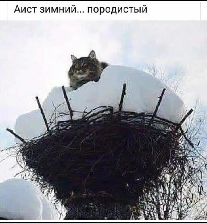 Аист зима