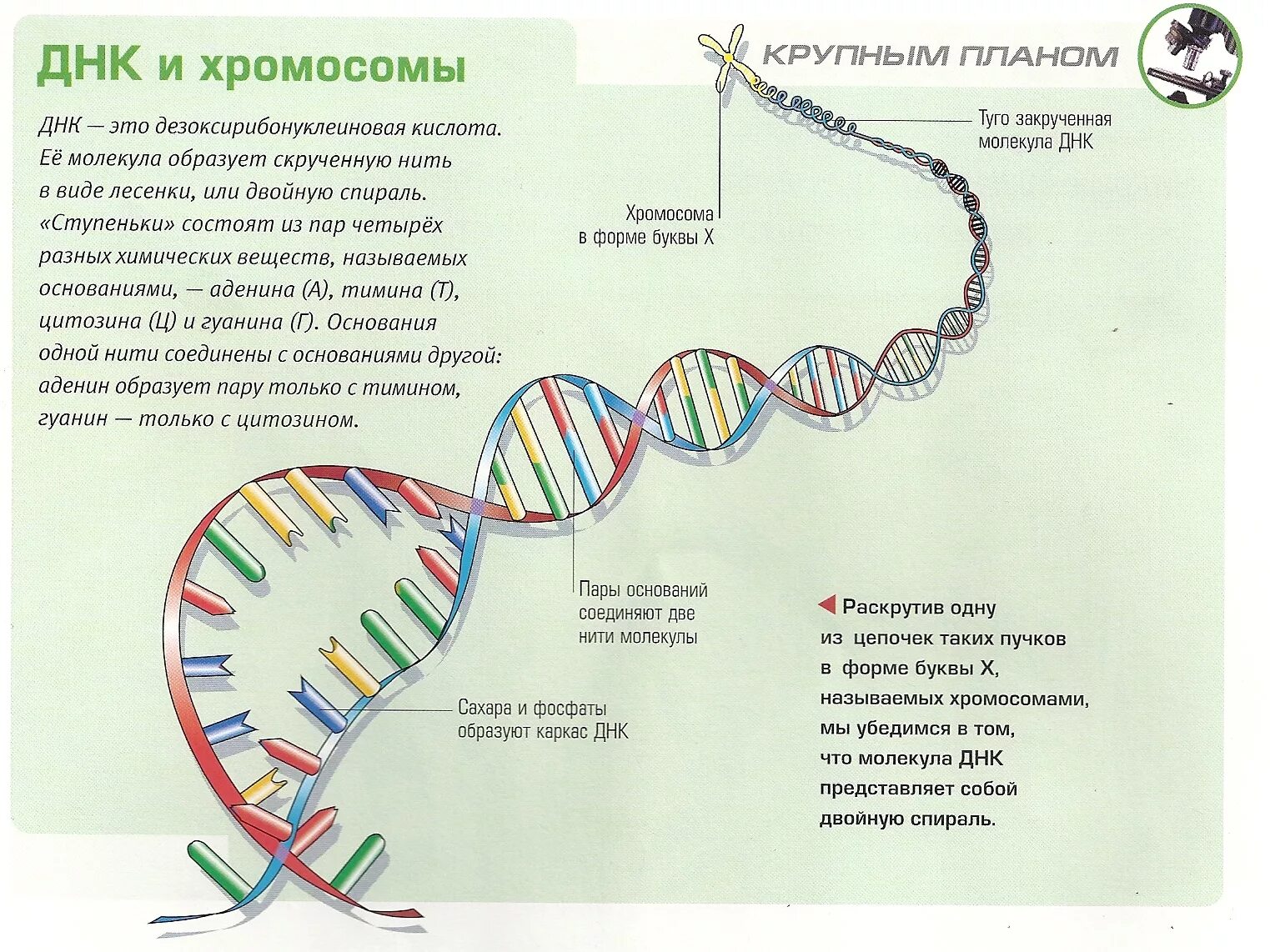 Ген хромосома ДНК. Молекулы ДНК В хромосоме. Из чего состоит ДНК человека. ДНК ген хромосома последовательность. Молекулы днк находится в хромосомах