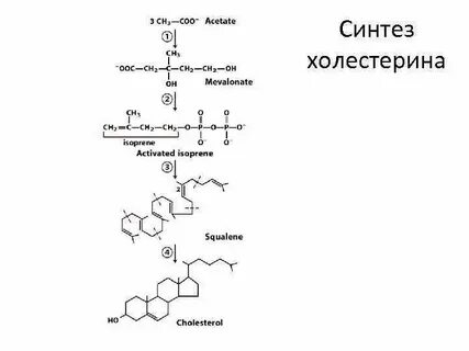 Биосинтез холестерина