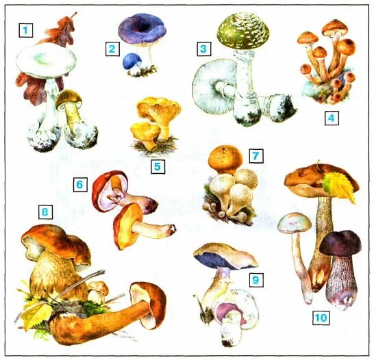 Назови 3 гриба. Атлас определитель Плешаков 3 класс грибы. Атлас определитель грибов Плешаков 3. Съедобные грибы атлас определитель 2 класс. Атлас-определитель 3 класс окружающий мир Плешаков грибы.