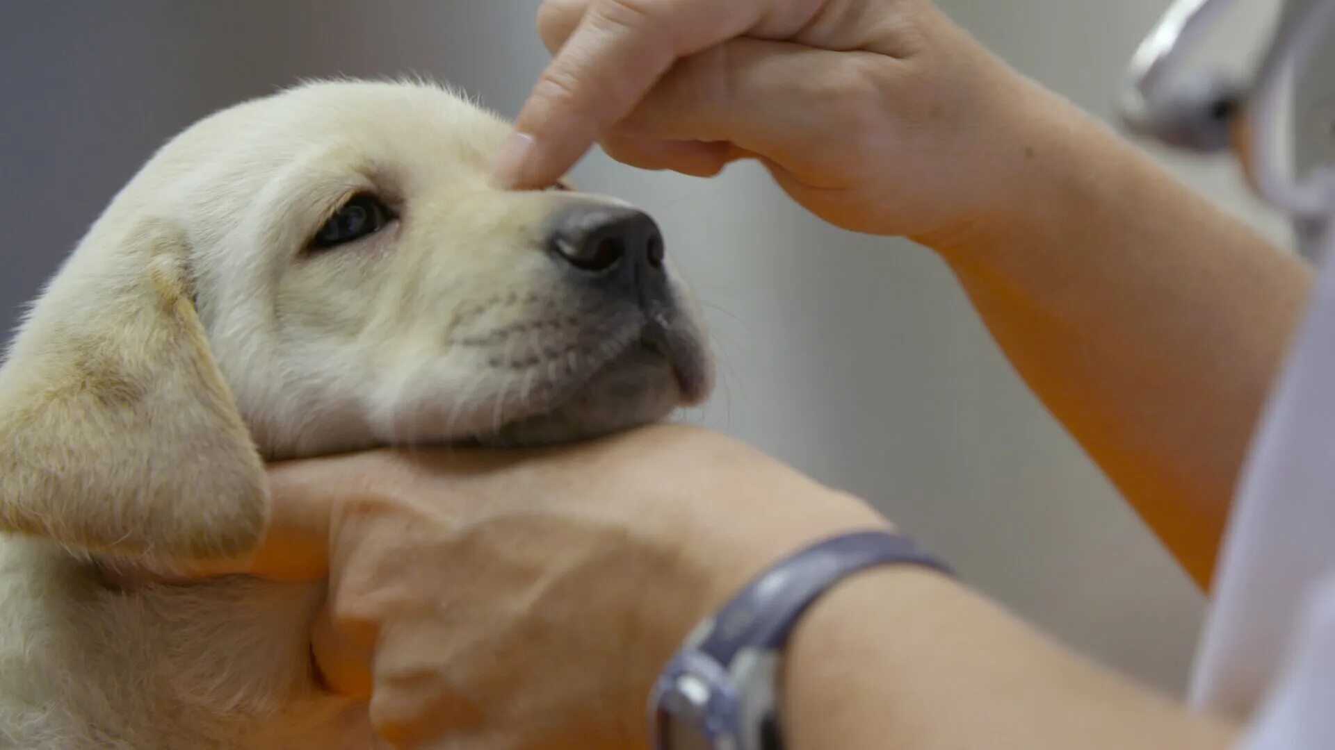 щенячья школа. щенячья школа (2018). щенячья школа (2018). щенячья школа 2018 собаки породы. щенячья школа (2018).