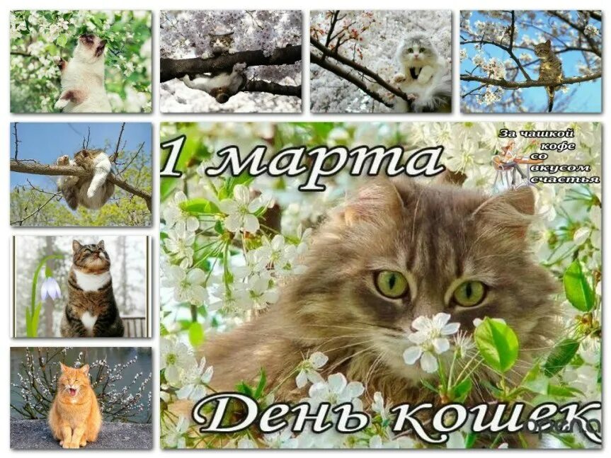 Всемирный день кошек. День кошек в марте.