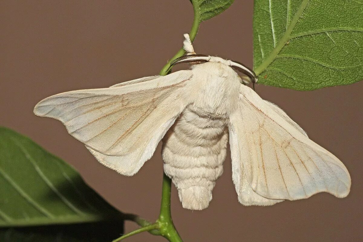 Непарный шелкопряд бабочка. Златогузка (euproctis chrysorrhoea). Тутовый шелкопряд откладывает яйца. Тутовый шелкопряд гусеница. Тутовый шелкопряд кокон.