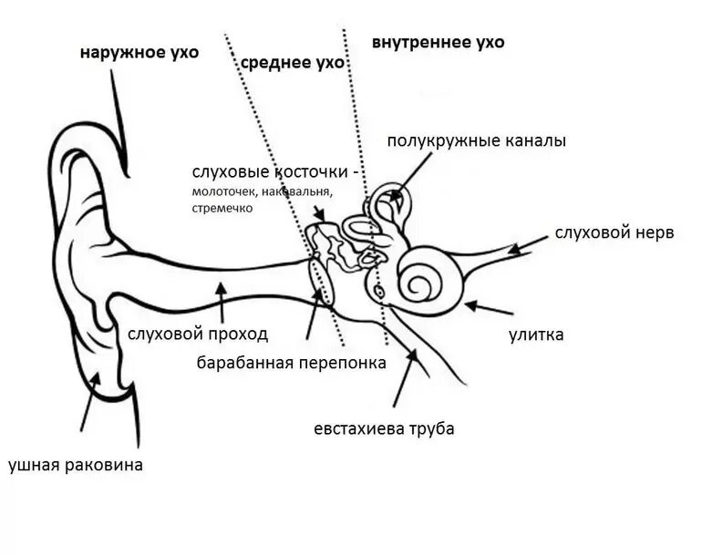 Строение уха человека описание. Строение среднего уха схема. Наружное ухо среднее ухо внутреннее ухо строение функции. Строение уха схема наружное среднее внутреннее. Структура наружного уха человека схема.