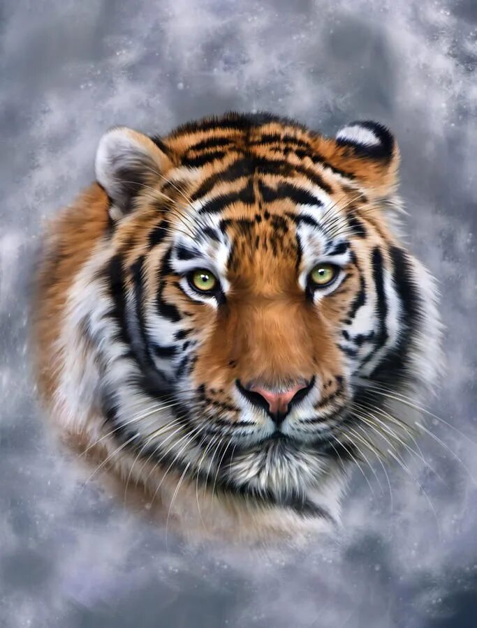 Тигр. Красивый тигр. Тигр картина. Амурский тигр арт. Велотигр