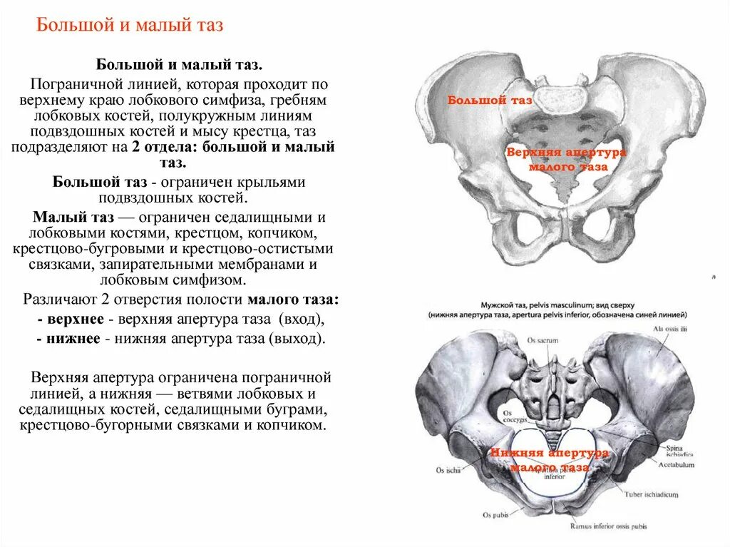 Малый таз шарик. Большой и малый таз граница анатомия. Кости образующие большой и малый таз. Пограничная линия таза анатомия. Большой таз и малый таз анатомия.
