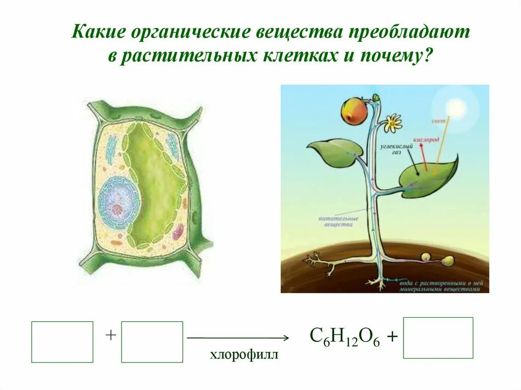 Растительная клетка обмен веществ. Какие органические вещества преобладают в клетках растений. Из органических веществ в растительных клетках преобладает -ют. Вещества клетки растений. Органические вещества растительной клетки.