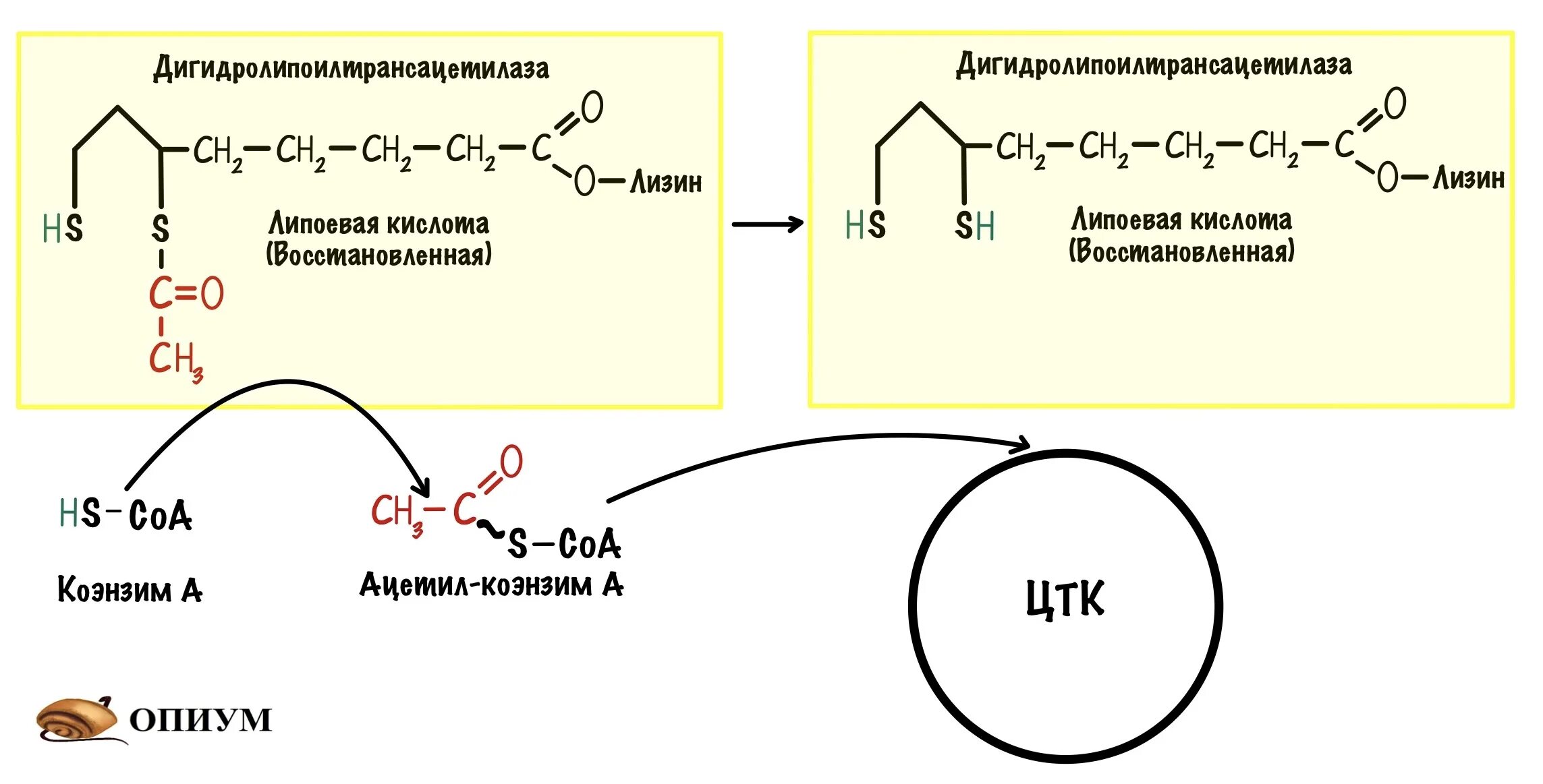 Ацетил гидро липоевая кислота. Реакции пируватдегидрогеназного комплекса. Структура липоевой кислоты. Строение липоевой кислоты.