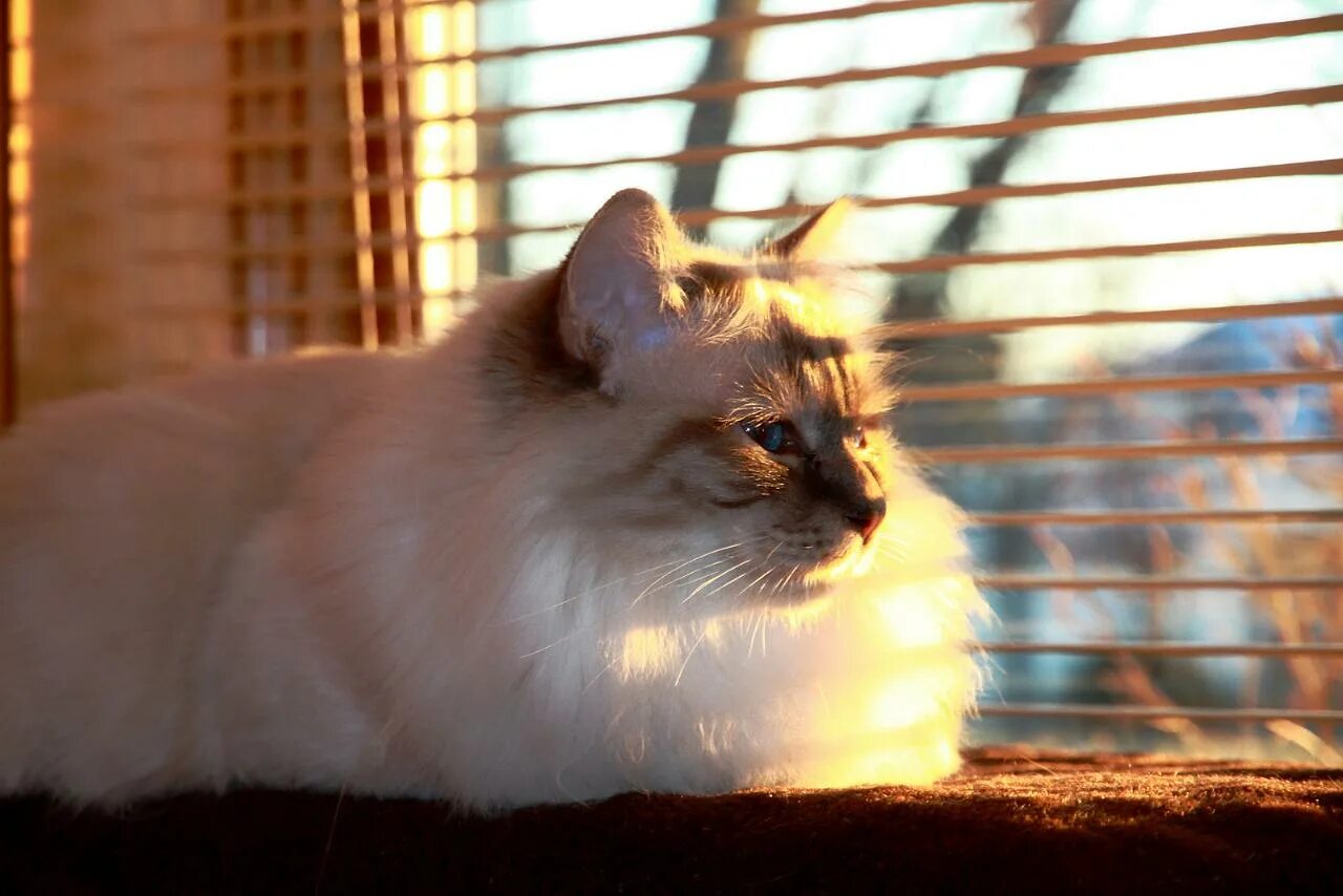 Священная Бирма кошка. Королевская Бирма кошка. Сибирская Бирма. Сибирская Бирма кошка. Бирманец кошка