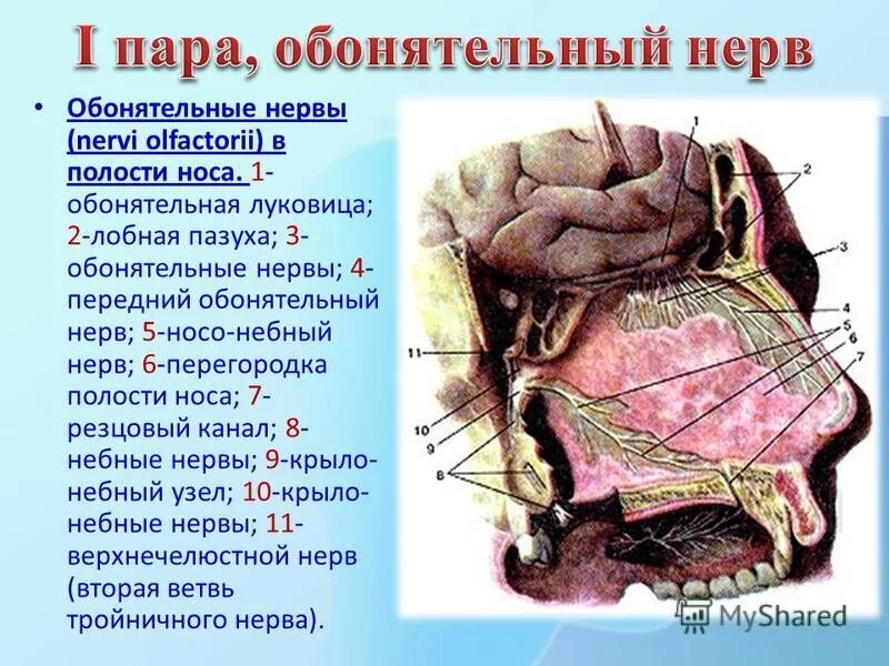 1 нерв обонятельный. Обонятельная луковица и обонятельный нерв. Обонятельный нерв анатомия 1 пара. 1 Пара черепных нервов обонятельный нерв. Обонятельный нерв анатомия схема.