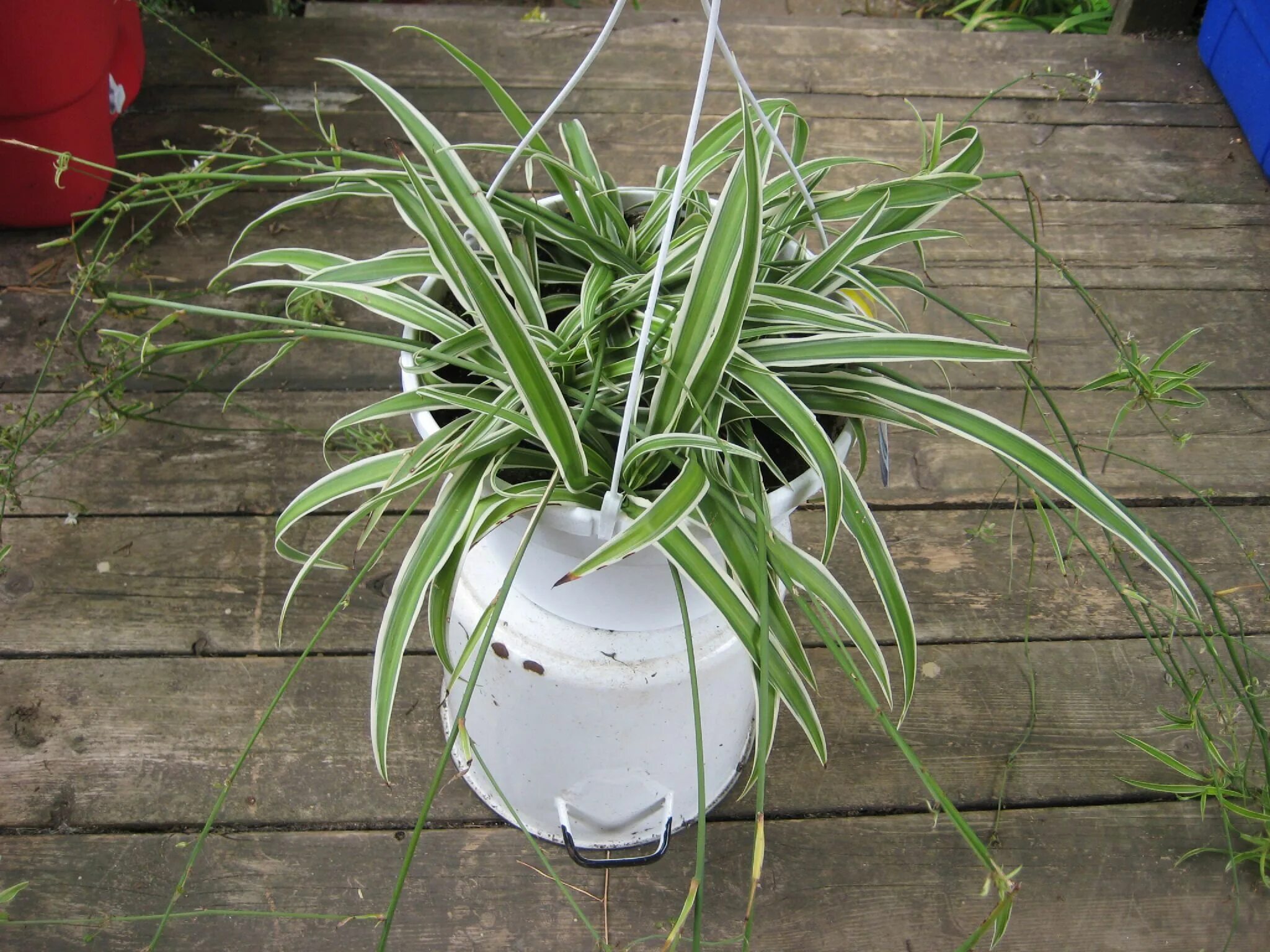 Хлорофитум хохлатый Chlorophytum comosum. Хлорофитум Плант. Хлорофитум Комосум. Хлорофитум Lemon. Хлорофитум приметы