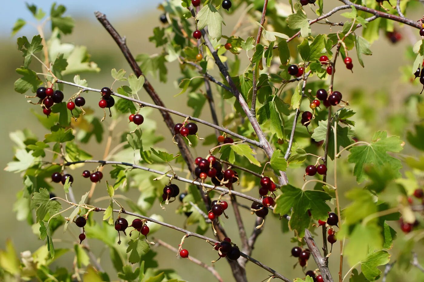 Текст весной неистово пылает золотистая смородина. Смородина золотистая (ribes Aureum). Смородина золотистая ribes Aureum ягоды. Йошта. Золотистая смородина и йошта.