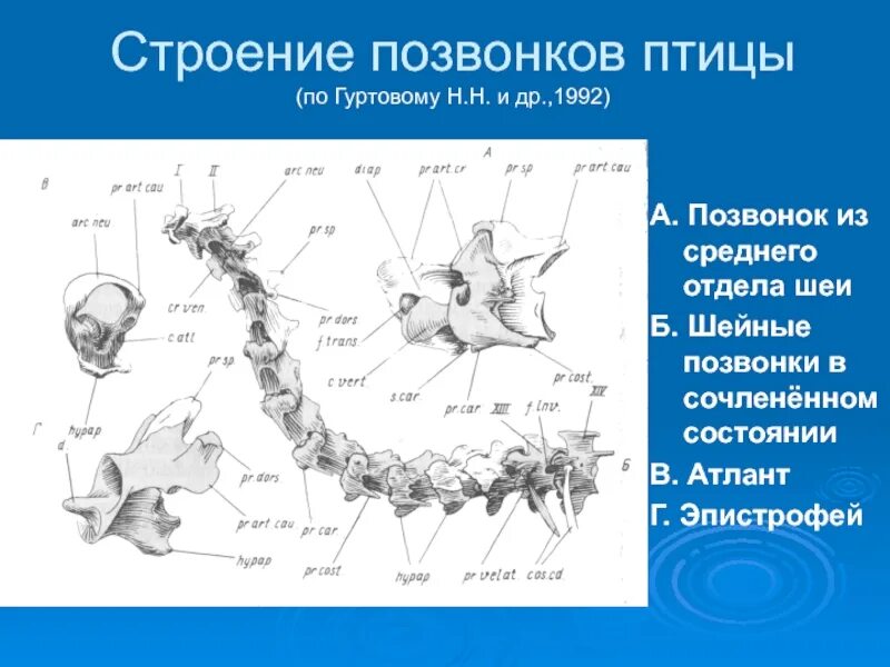 В позвоночнике птиц 2 отдела. Шейный отдел позвоночника птиц. Строение позвоночника птиц. Строение шейного отдела позвоночника. Строение шейных позвонков птиц.