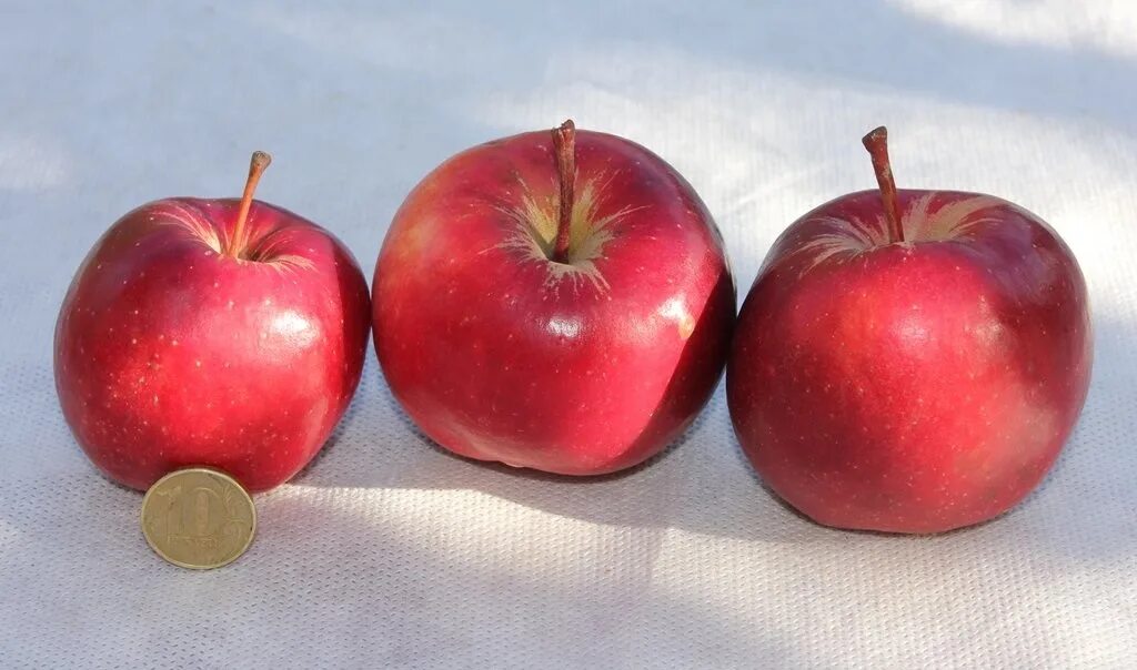 Ambrosia (Apfel) - Wikipedia