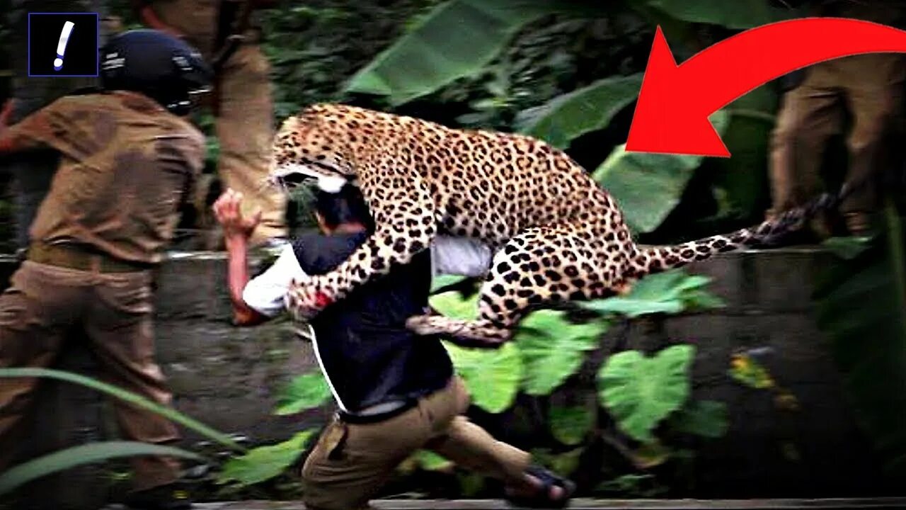 Опасное нападение. Панарский леопард-людоед. Рудрапраягский леопард людоед.