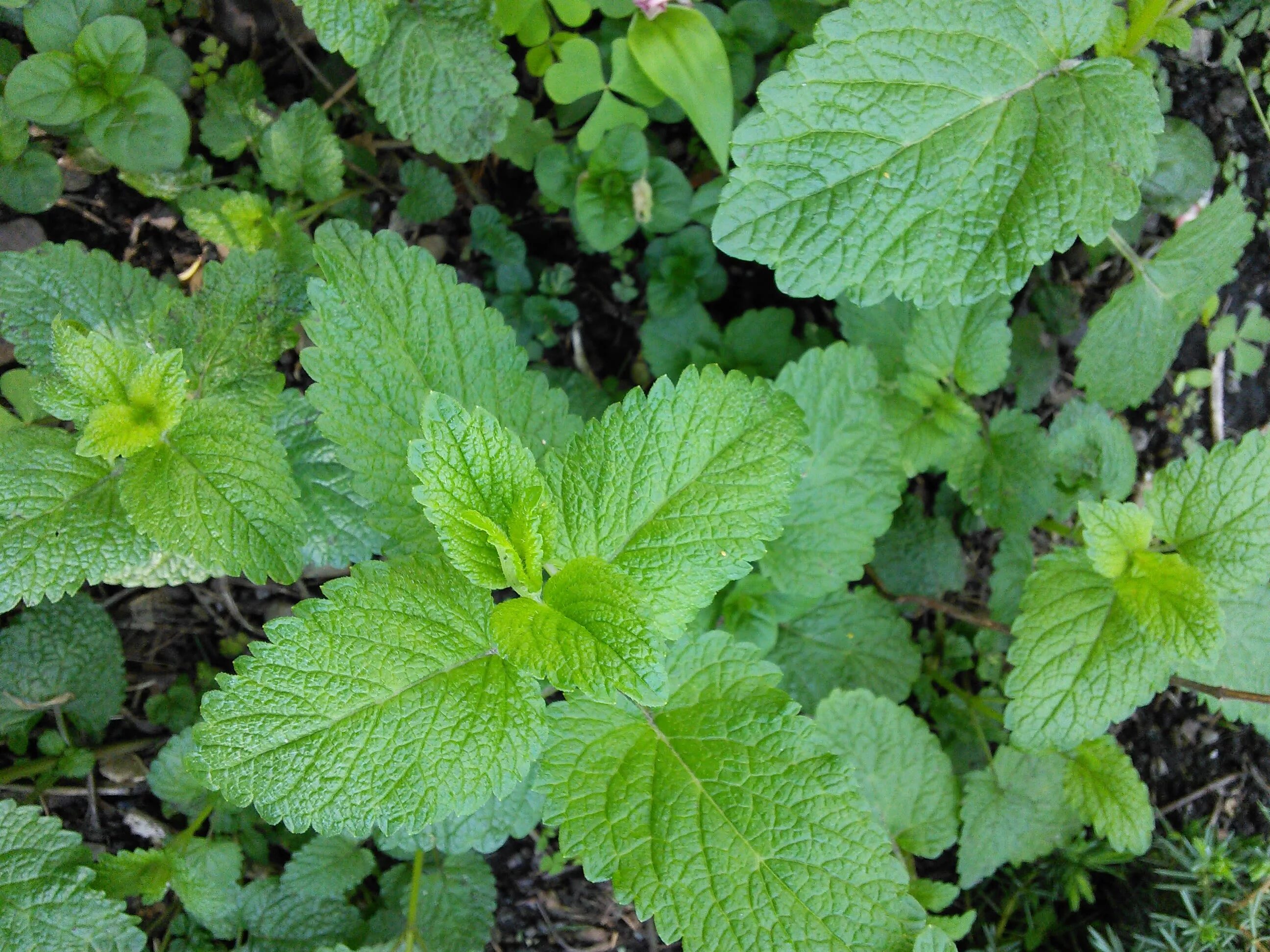 Мята при гастрите. Melissa mint. трава мелиссы при панкреатите. болезни мелиссы с фото. мята мелисса при изжоге.
