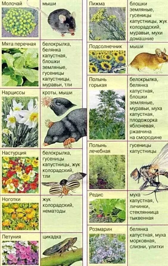 Название вредителей растений. Таблица растений отпугивающих вредителей. насекомые вредители сада таблица. растения защитники от вредителей в саду и огороде. насекомые вредители сада и огорода таблица.