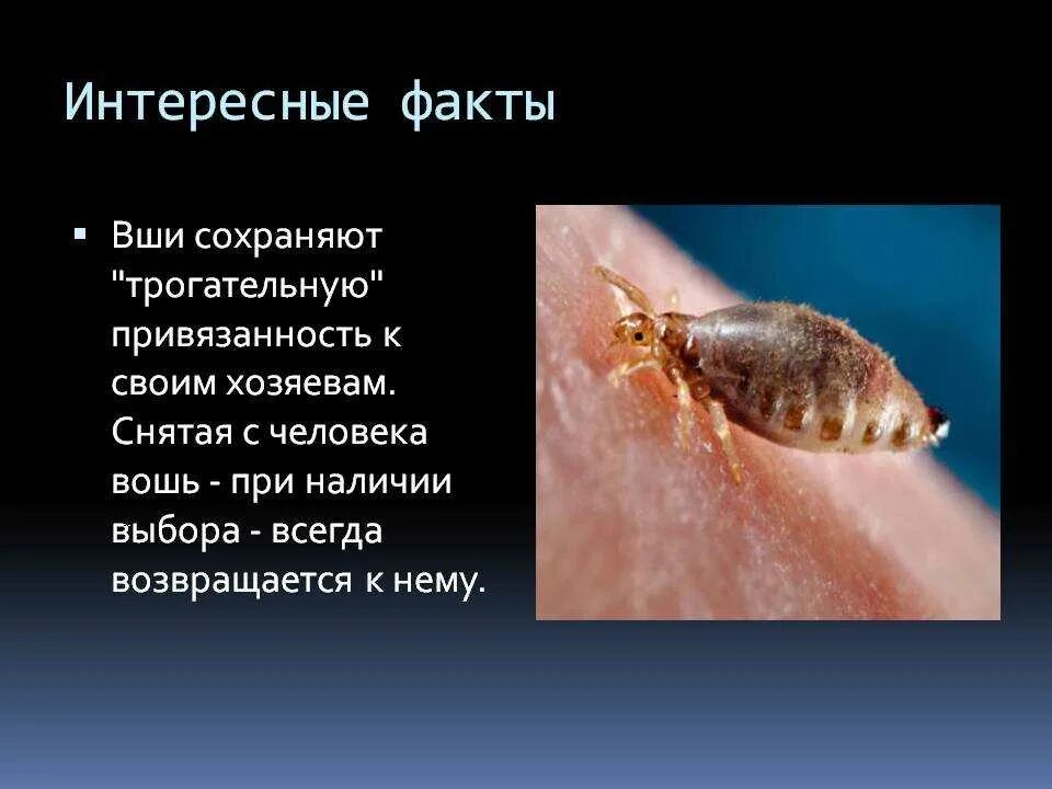 При какой температуре погибает вша и гнид. Интересные факты о педикулезе. интересные факты о вшах.
