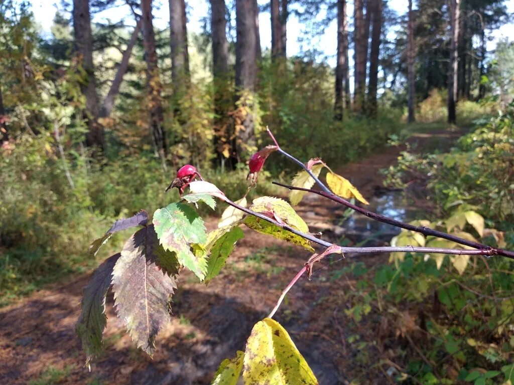 Коми цгмс сыктывкар на 3