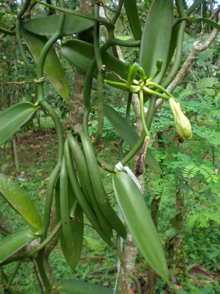 Мадагаскарская ваниль. Vanilla planifolia extract. Бурбонская ваниль растение. Орхидея ваниль стручки.
