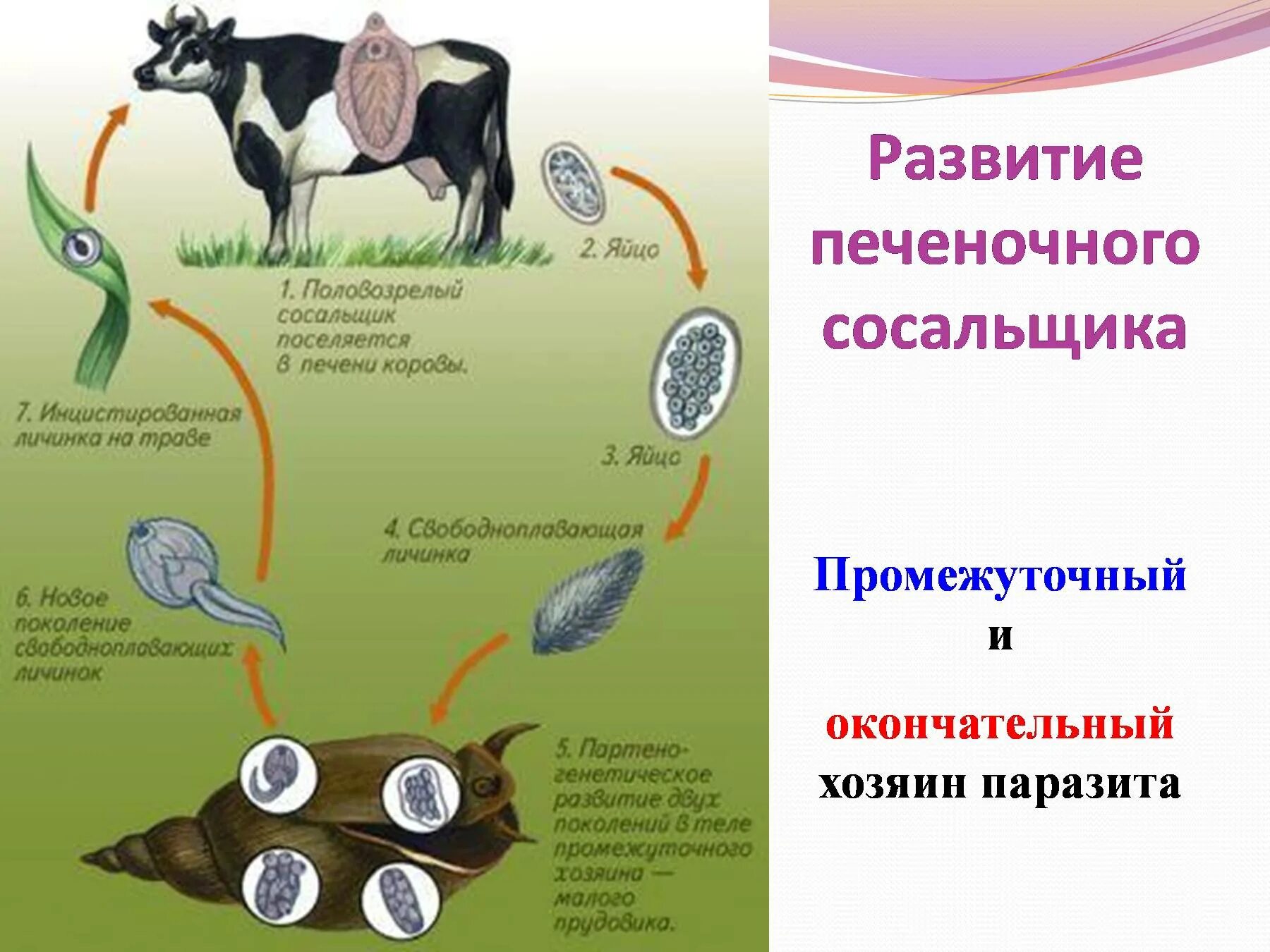 Стадии развития печеночного сосальщика начиная. Окончательный хозяин печеночного сосальщика. Печёночный сосальщик промежуточный хоязин. Промежуточный и окончательный хозяин печеночного сосальщика. Основной окончательный хозяин печеночный сосальщик.