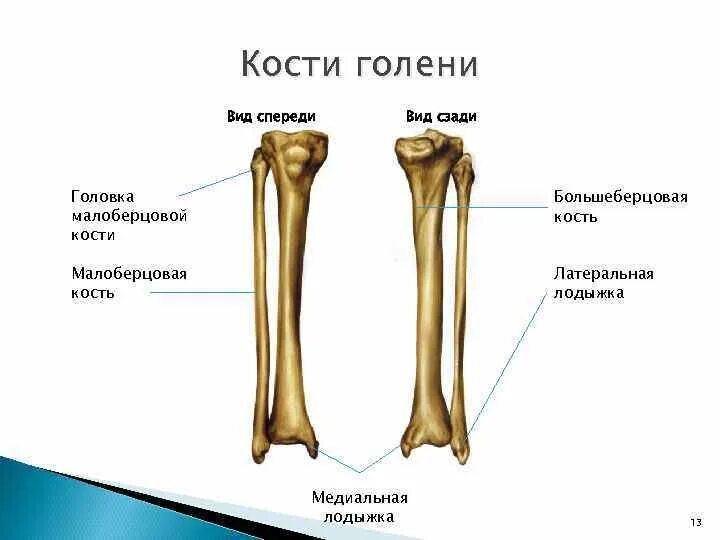 Находится берцовая кость. Головка большеберцовой кости анатомия. Голень большеберцовая кость. Большеберцовая кость спереди. Большая берцовая кость анатомия человека.
