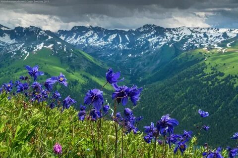 Растения алтая