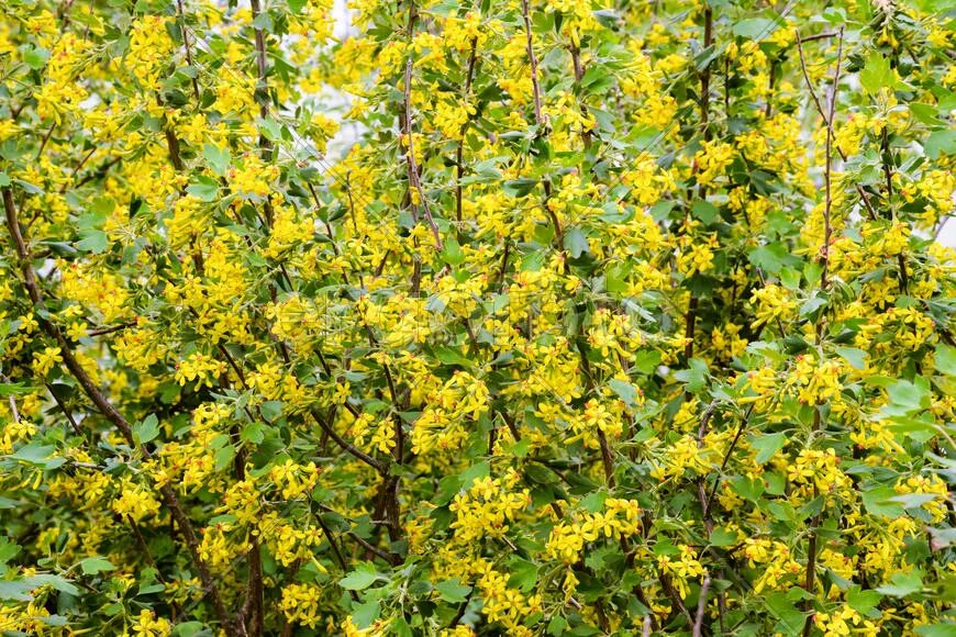 Смородина золотистая ribes aureum кустарник. Йошта цветет желтыми цветами. Йошта золотистая. Йошта куст. Смородина цветет желтыми цветами.