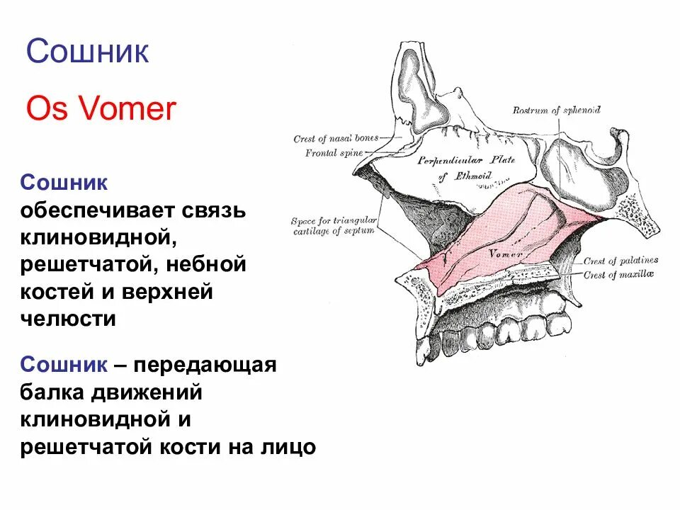 Сошник кость. Сошник кость анатомия человека. Сошник кость и решетчатая кость. Строение сошника кости. Сошник кость черепа анатомия человека.